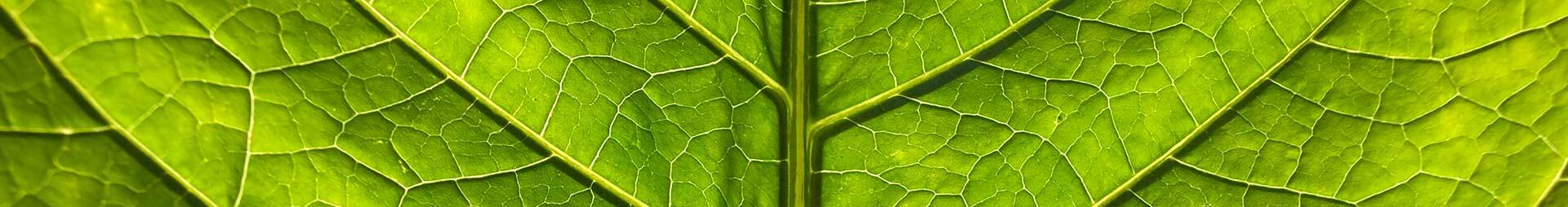 Close up Green Leaf Vein Structure